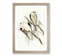 Square-Tailed Kites by Elizabeth Gould Framed Print | A2 Oak Framed Wall Art | Ready to Hang | Modern Nature Picture | Living Room Bedroom Lounge Office
