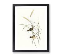 Square Tailed Warbler Bird By Elizabeth Gould Vintage Framed Print | A4 Black Framed Wall Art | Ready to Hang | Classic Nature Picture | Living Room Bedroom Lounge Office