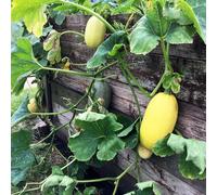 Squash 'Vegetable Spaghetti' - Easy-to-Grow, Fun Scoop-Out Flesh, Long Storage, Delicious for Kids and Adults, Oval Straw-Coloured Fruit by Thompson and Morgan