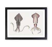 Squid Illustrations By J.E. De Kay Vintage Framed Print | A2 Black Framed Wall Art | Ready to Hang | Classic Nature Picture | Living Room Bedroom Lounge Office