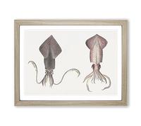 Squid Illustrations By J.E. De Kay Vintage Framed Print | A2 Oak Framed Wall Art | Ready to Hang | Classic Nature Picture | Living Room Bedroom Lounge Office