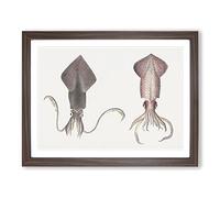 Squid Illustrations By J.E. De Kay Vintage Framed Print | A2 Walnut Framed Wall Art | Ready to Hang | Classic Nature Picture | Living Room Bedroom Lounge Office