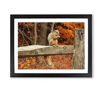 Squirrel Autumn Forest Modern Framed Wall Art Print, Ready to Hang Picture for Living Room Bedroom Home Office Décor, Black A4 (34 x 25 cm)