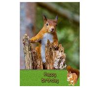 Squirrel Birthday Card