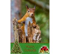 Squirrel Christmas Card 'Merry Christmas' - Special Xmas Card for Him Her Kids Male Female