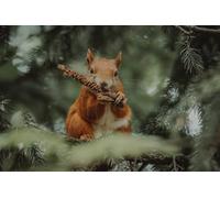 Squirrel Eating Pine Cones - 2000-Piece Paper Puzzle - Puzzle Gifts for Parents 70 x 100 cm