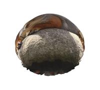 Squirrel Just Laying Shower Cap For Women Reusable Double Layers Bathing Bath Cap Hair Caps Waterproof Elastic Band Ladies Spa Salon Shower Hat Hair Caps