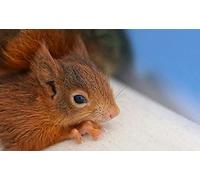 Squirrel Pattern Puzzle,Adult Puzzle,Paper Puzzle,2000 Piece Puzzle for Adults70x100cm