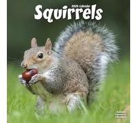 Squirrels 2026 Calendar | Square Wall Calendar | Animal Gift | Plastic Free Packaging | by Avonside Publishing