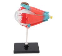 Srliya Eye Model Human Eye Model Eyeball 16 Detachable Parts Hand Painted Educational Display Stand Assembly Guide Descriptions for Teaching