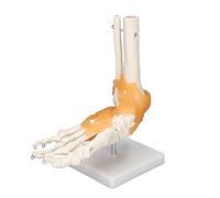 Srliya Life Size Anatomical Human Foot Model Skeleton Bones Ligaments for Anatomy Art Study, Realistic Foot Joint Movement on 360 Degrees Rotatable Base with PVC Material