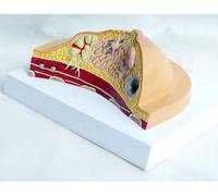 SSDDLZEQ Human anatomical model Anatomical Model Of Female Breast Contour Structure Anatomical Diseases Cancer Pathological Breast Model Pathological Breast Cross Sectional Anatomical Model