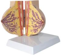 SSDDLZEQ Human anatomical model Breast Anatomical Model PVC Female Resting Breast Model Medical Anatomy Pathology Breast Cross Section Anatomical Model Study Teaching Medical Model