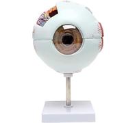 SSDDLZEQ Human anatomical model Detachable Human Organ Model Human Eyeball Model - 6x Magnification Eyeball Anatomical Model - Eyeball Anatomical Model - Eyeball For Dissection