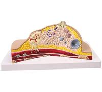 SSDDLZEQ Human anatomical model Educational Models Breast Anatomy Models Female Breast Models Medical Anatomy Pathology Breast Cross Section Anatomy Models,Medical Models(A)