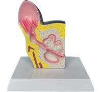 SSDDLZEQ Human anatomical model Mannequin Educational Model Dog Ear Anatomy Model - Animal Organ Models - PVC Material Dog Anatomy Model