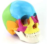 SSDDLZEQ Human anatomical model Mannequin Educational Model Human Colour Skull Model Standard Bone Model Detachable Medical Human Anatomy Skeletal Anatomy Model