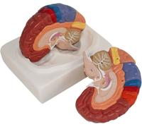 SSDDLZEQ Human anatomical model Medical Brain Anatomy Model, 2-part Cerebral Artery Anatomy Model, Human Brain Anatomy Model For Science Classroom Learning Presentation