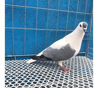 SSDDLZEQ Plastic Poultry Netting White Plastic Chicken Wire Fence Cat Dog Pigeon 0.2/0.4/0.5/0.6/0.8/1/1.2/1.5/2m Wide(0.4x5m/1.3x16.4ft)