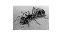 SSLDP LFHLI Famous M.C. Escher Vintage Abstract Poster《Ant》Wall Art M.C. Escher Canvas Painting And Prints Nordic Home Decor Picture 50x70cm No Frame