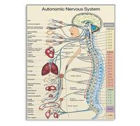 SSOPTMCB Human Body Anatomy Wall-Art: Autonomic Nervous System and Spinal Cord Poster for Clinic(Framed,08x12inch(20x30cm))