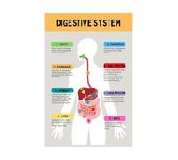 SSOPTMCB The Human Digestive System Anatomy Poster - Detailed Educational Chart for Biology Classroom, Medical Students & Science Lab (Unframed,08x12inch(20x30cm))