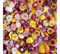 SSyang 120 Heads of Dried Straw Chrysanthemum Flowers, Real Daisies, Sunflowers, Dry Flower Heads, Craft Flower Decor, for Boho Home, Bridal Window (100 g)