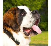 St Bernard Dog Greeting Card Square - Gift Idea Special Occasion Blank Inside with Envelope Premium Unique Design Animal Cute Illustrated Wildlife Quality Included UK Designed