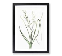 St Bernard's Lily by Pierre-Joseph Redoute Framed Print | A2 Black Framed Wall Art | Ready to Hang | Modern Floral Picture | Living Room Bedroom Lounge Office