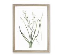 St Bernard'S Lily By Pierre Joseph Redoute Vintage Framed Print | A2 Oak Framed Wall Art | Ready to Hang | Classic Floral Picture | Living Room Bedroom Lounge Office