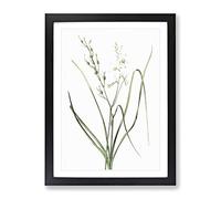 St Bernard'S Lily By Pierre Joseph Redoute Vintage Framed Print | A4 Black Framed Wall Art | Ready to Hang | Classic Floral Picture | Living Room Bedroom Lounge Office