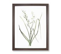 St Bernard'S Lily By Pierre Joseph Redoute Vintage Framed Print | A4 Walnut Framed Wall Art | Ready to Hang | Classic Floral Picture | Living Room Bedroom Lounge Office