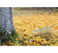 St Helens Home and Garden Live Animal Trap