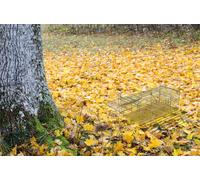 St Helens Live Animal Trap, Rodents