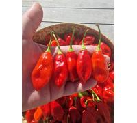 St Thomas Usvi Chilli Seeds - 10 Fresh Seeds