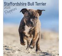 Staffordshire Bull Terrier Puppies 2025 Square Wall Calendar NEW