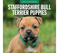 Staffordshire Bull Terrier Puppies - 2026 Square Wall Calendar - by Red Robin Publishing