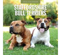 Staffordshire Bull Terriers - 2026 Square Wall Calendar - by Red Robin Publishing