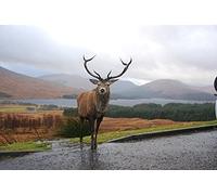 Stag Highlands Scotland - 5D Diamond DIY Round Full Drill Diamond Painting Arts Craft for Home Wall Decor Halloween Christmas Gifts(40X50cm)