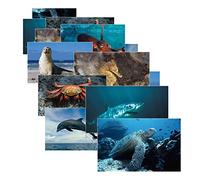 Stages Learning Sea Life Posters, 14 Real Photo Images, Multicolor