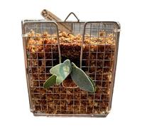 Staghorn Fern Mount,Rustproof Vertical Hangable Basket - 304 Stainless Steel Basket for Orchids Indoor Outdoor Living Room Bedroom Porch Balcony Yard Home