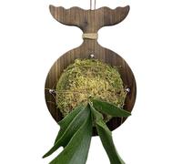 Staghorn Fern Mounting Board - Decorative Wooden Wall Hanger, Botanical Plant Shelf Organizer | Compact Vertical Planting System, Air Plant Frame with Mounting Hook for Home Balcony Dormitory Garden