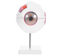 STAHAD 6x Enlarged Eyeball Model Detachable Stand Numbered Human Eye Anatomical Prop Plastic Realistic Anatomical Structure Numbered Labels for Biology Lessons Science Classroom Display