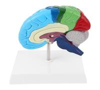 STAHAD Anatomy Model Brain 1:1 Scale Right Hemisphere Featuring Functional Area Identification for Medical Teaching and Academic Study