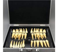 STAKEBINZ 2.5x Magnified Tooth Models - 32 Adult Teeth Set, Dental Lab, Two-Color Teaching Tool, Suitable For Dental Anatomy Teaching And Dental Clinic Demonstrations.