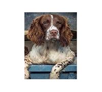 Stamped Cross Stitch Kits Adults Beginner-Animal Springer Spaniel-Starter Patterns for Beginner Kids Or Adults, Embroidery Needlepoint Kits-16X20Inch