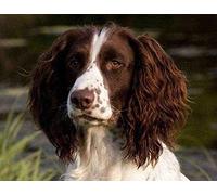 Stamped Cross Stitch Kits Adults Beginner-Springer Spaniel-DIY Cross Stitch Supplies,Easy Embroidery Starters Needlework,Gift for Home Decor,16x20 Inch (11CT Pre-Printed Canvas)