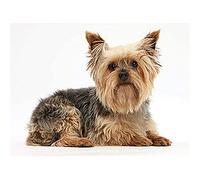 Stamped Cross Stitch Kits for Adults Beginners with Easy Funny Pattern UK Animal Yorkshire Terrier 11ct DIY Embroidery Crafts for Needle Point Starter Kit Home Decor Wedding Gift（16×20inch)