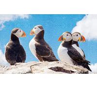 Stamped Cross Stitch Kits for Adults Puffin Bird Beginner-Counted Cross Stitch Kit 11CT Pre-Printed Pattern Fabric Embroidery Crafts Home Decor-16x20 inch
