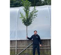 Standard Cherry Laurel Tree 3m (stem 1.8m + head)